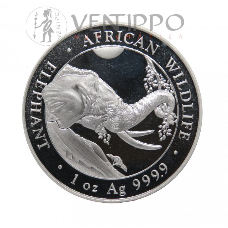 2023 Somalia 1/2 onza Elefante Africano oro .9999 – Numismática